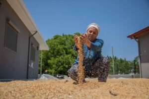 KARAKILÇIK BUĞDAYI ATA EKMEĞİ TÜBİTAK LİSTESİNDE