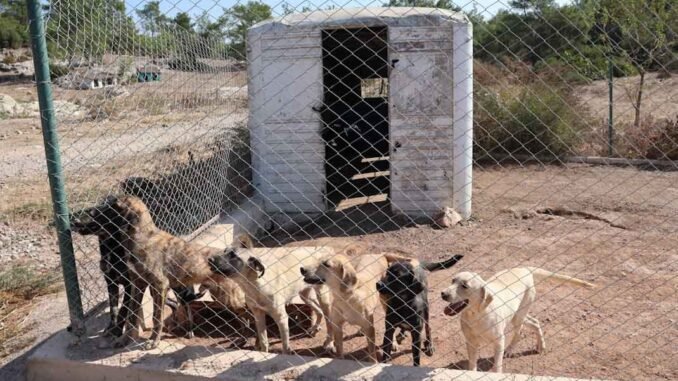 Kedi köpek maması20240208_133207 Kedi köpek maması ihracatında 5 yıl sonraki hedef 500 milyon dolar