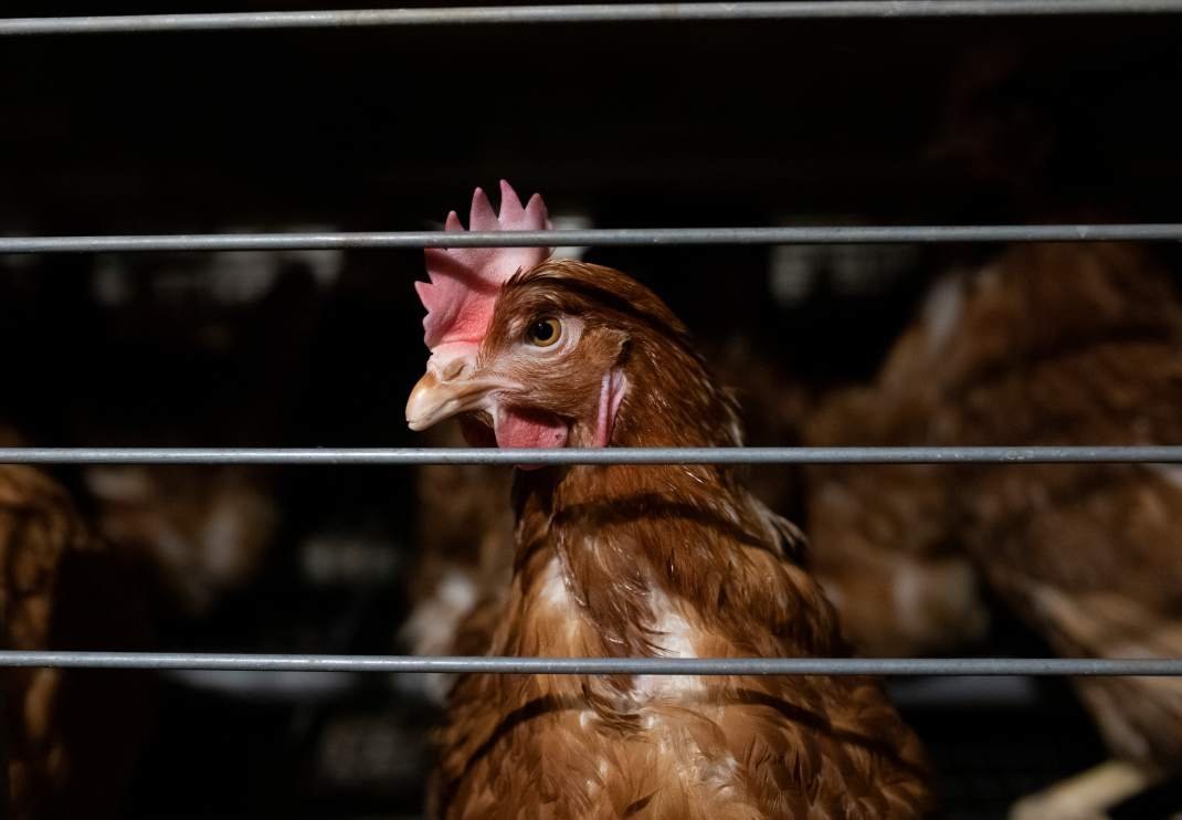 Rapor 2024 yumurta: 187 markadan 94’ü kafes yumurtasını terk edeceğini açıkladı